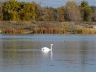 Гладь озер прозрачная…отраженье в ней…  Не видал красивее белых лебедей…